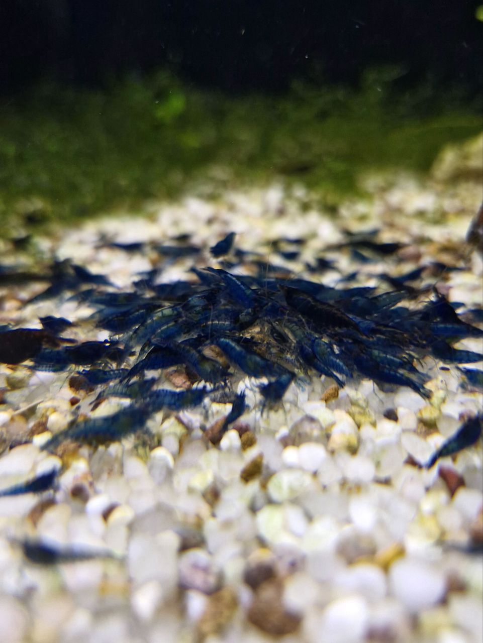 نئوکاردینا