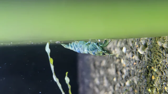 لاین آبی تیره از خانواده Taiwan Bee