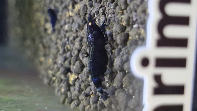 میگوی بلک دویل (Black Devil Shrimp)
