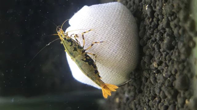 stardust shrimp