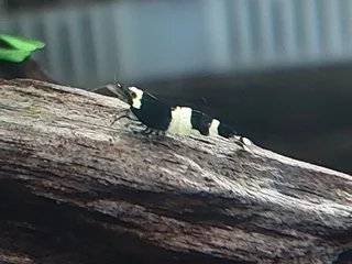 شریمپ میگو بلک پاندا Shrimp Black Panda