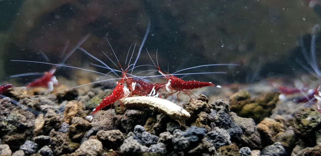 راهنمای جامع نگهداری و تکثیر شریمپ سالوواسی: نکات طلایی برای پرورش میگوی زینتی