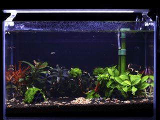 ستاپ تانک میگو کاردینا به روش کمپانی SL AQUA