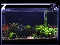 ستاپ تانک میگو کاردینا به روش کمپانی SL AQUA