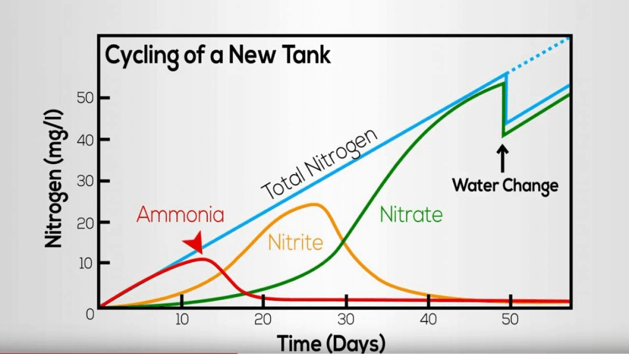 🌊فصل 5.شفافیت آب: تست، تنظیم و تعویض آب تانک میگو