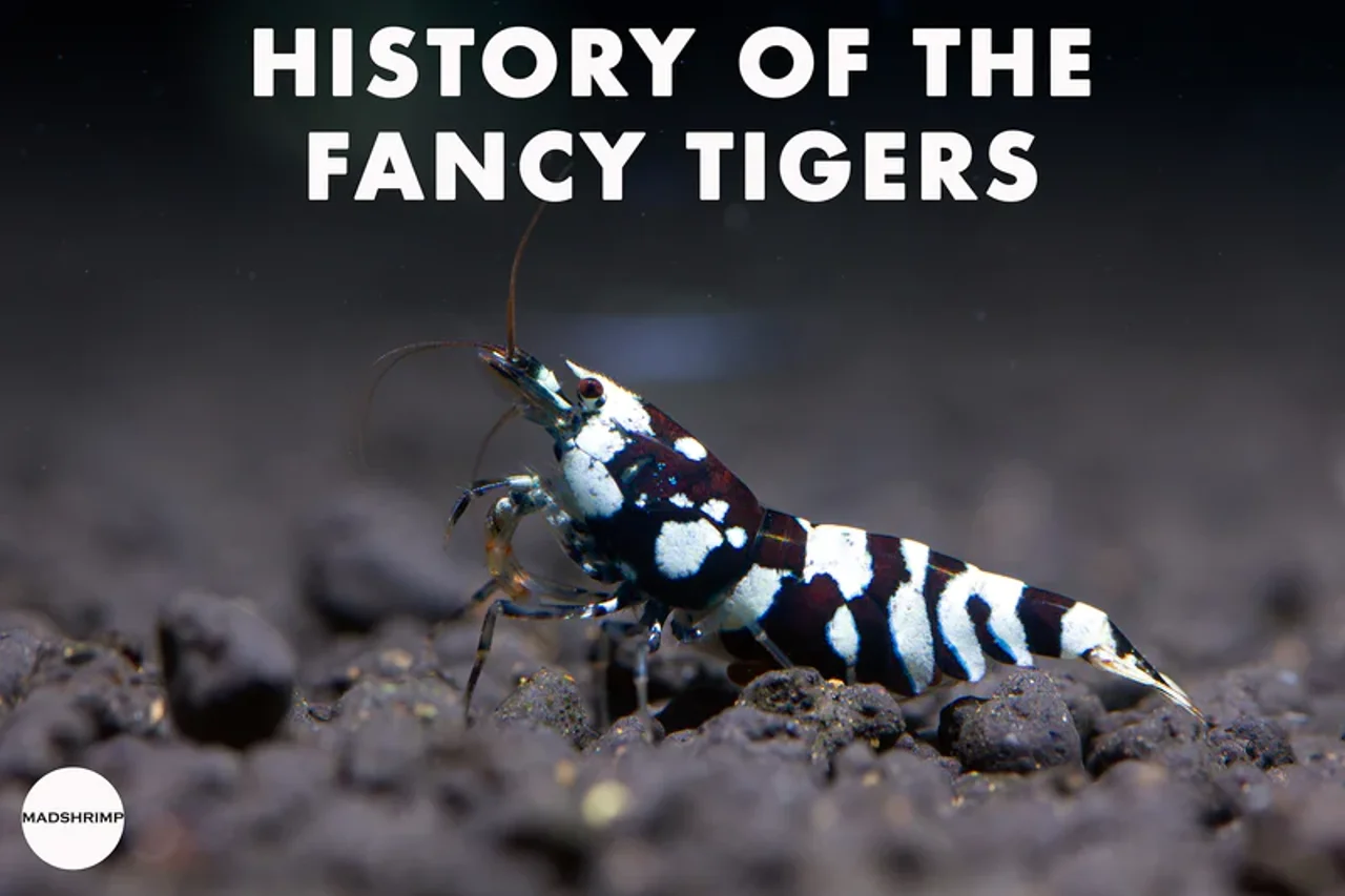 دستیابی به میگوی فنسی تایگر