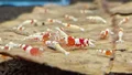 1.چگونه تانک میگو آکواریومی را از صفر آماده کنیم؟