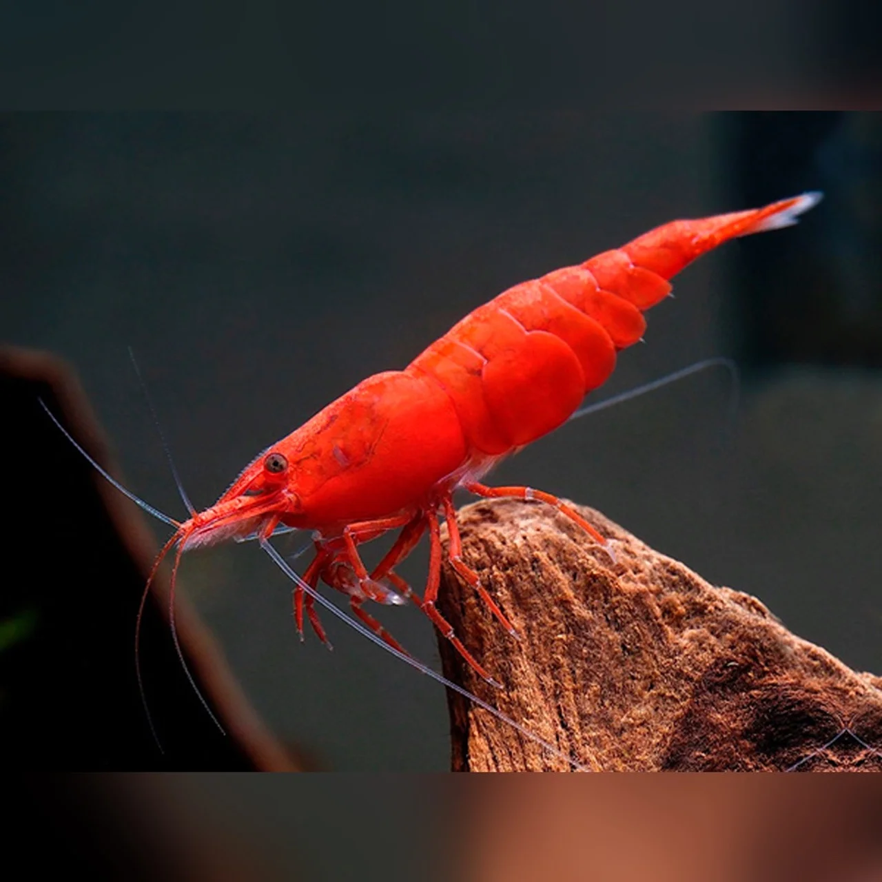 ستاپ تانک نئوکاردینا: راهنمای کامل برای راه‌اندازی آکواریوم میگوی نئوکاردینا