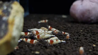 فصل 2 - راهنمای جامع تغذیه میگوهای آکواریومی: از مبتدی تا حرفه‌ای