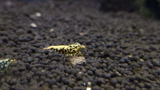 راهنمای جامع پرورش میگوی کاردینا: نکات کلیدی، تجهیزات و استراتژی‌های موفقیت