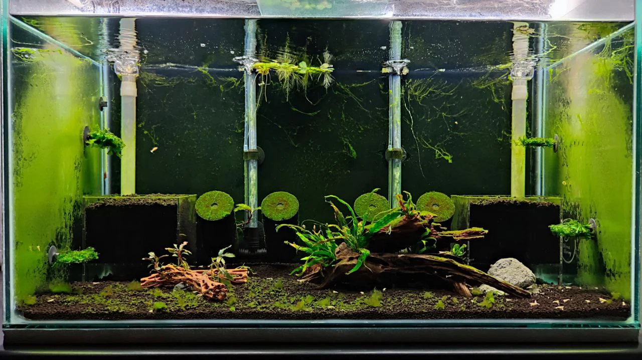 🪨 فصل ۱۰ – دکوراسیون و طراحی زیستگاه طبیعی برای میگوهای کاردینا