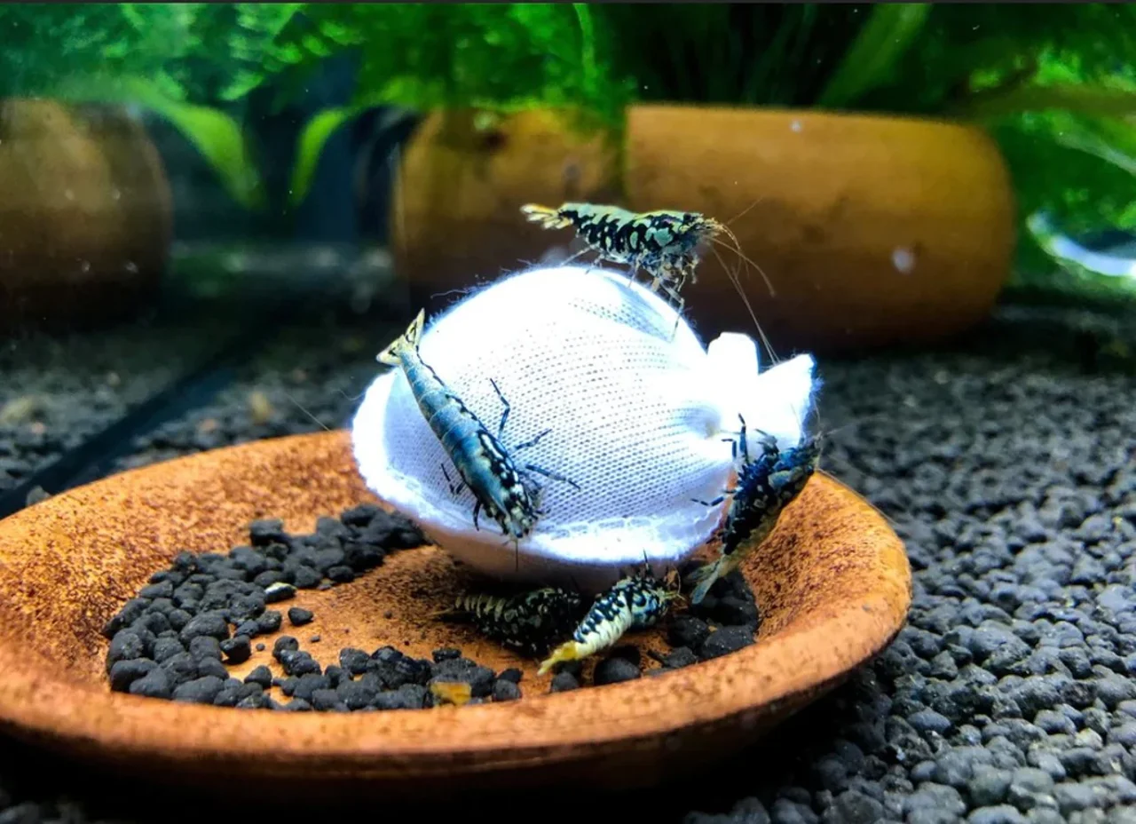 لوبائو ( کالاکس ) یا کیسه بیوفیلم چیست و چگونه عمل میکند