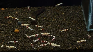 فصل 3 - از شیشه تا حیات: طراحی حرفه‌ای تانک میگو با بستر زنده، نور هوشمند و اکوسیستم پایدار