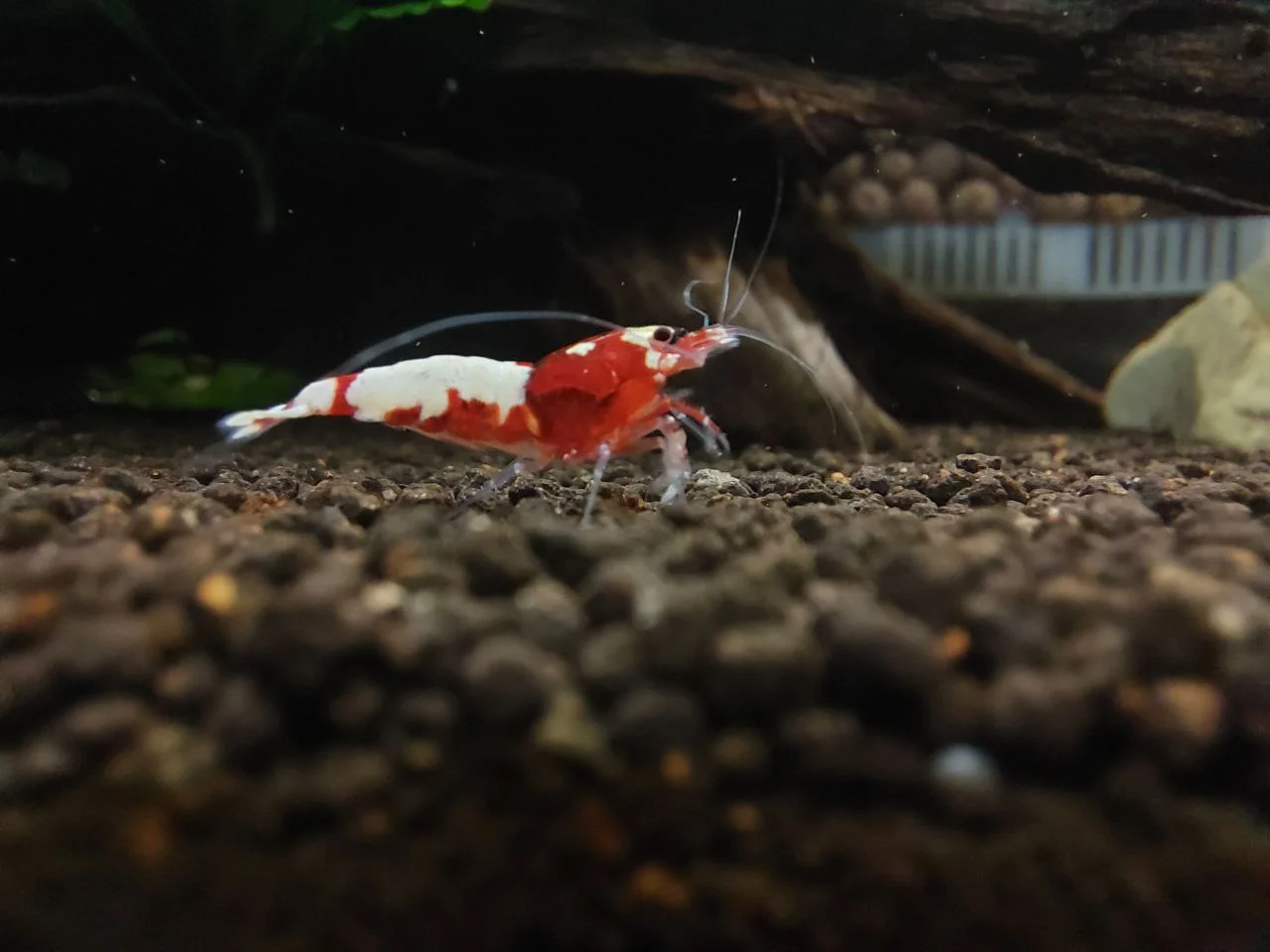 چهار اصل مهم در تکثیر و پرورش میگو