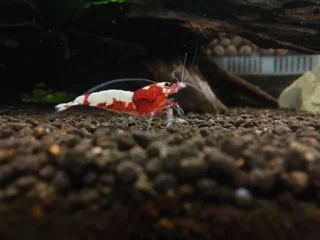 چهار اصل مهم در تکثیر و پرورش میگو