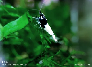 نکات نگهداری و تکثیر میگو ( 1 )