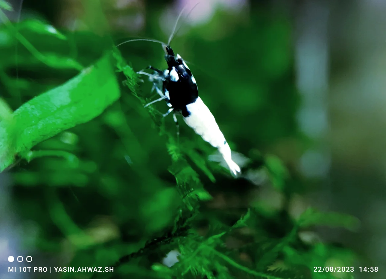 نکات نگهداری و تکثیر میگو ( 1 )