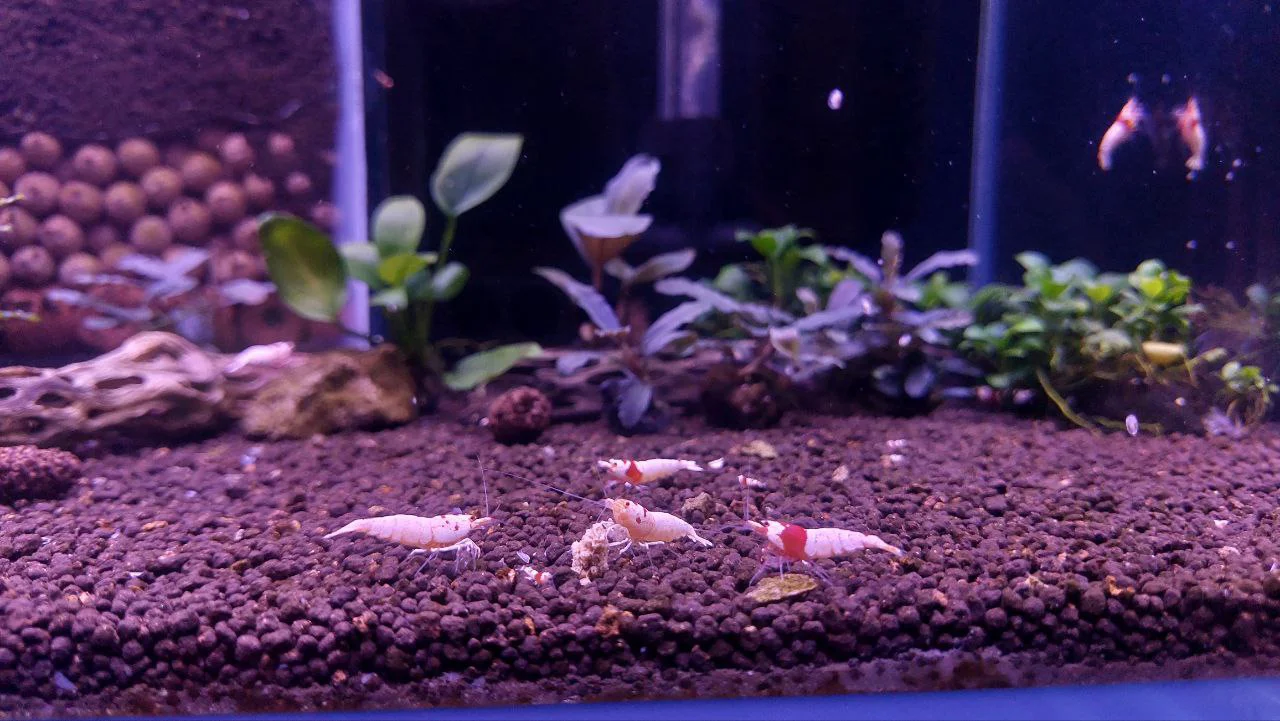 🍤 فصل 6 - ترکیبات کلیدی خوراک میگو و نقش زیستی