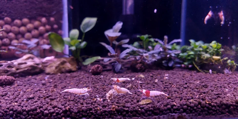 🍤 فصل 6: ترکیبات کلیدی خوراک میگو و نقش زیستی