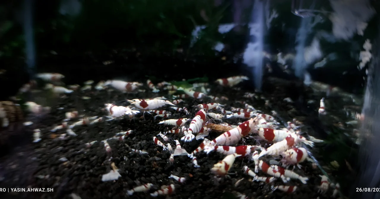 سیکل آب در تانک میگو