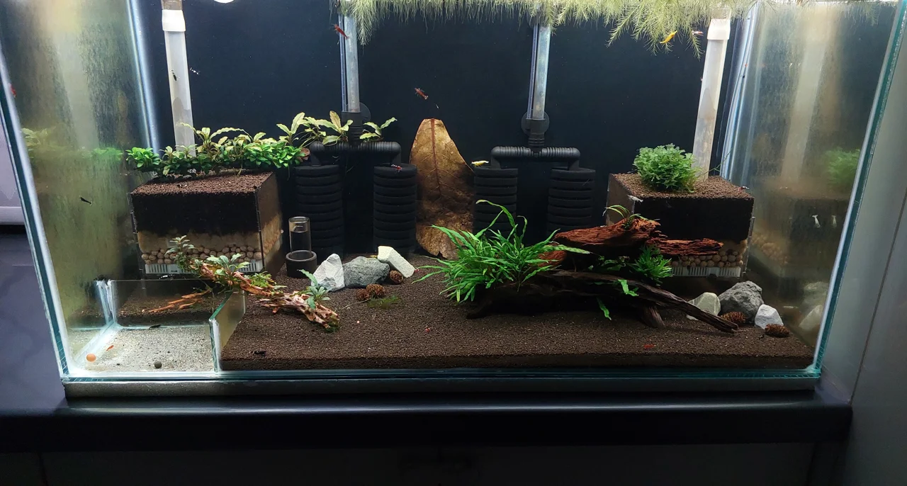 ویدیو و نکات آموزشی راه اندازی تانک میگو شریمپ کاردینا