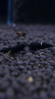 شریمپ میگو بلک کینگ کنگ Shrimp Black King Kong