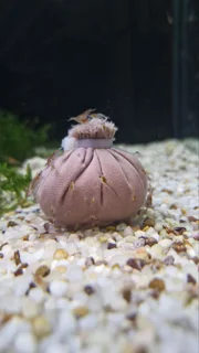 شریمپ میگو ردچری Shrimp Red Cherry