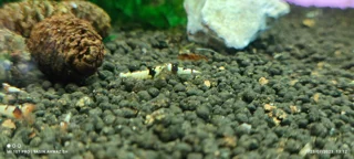 شریمپ میگو پی بی ال Shrimp PBL