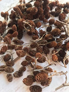 مخروط توسکا