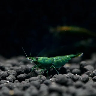 شریمپ میگو گرین جید Shrimp Green Jade