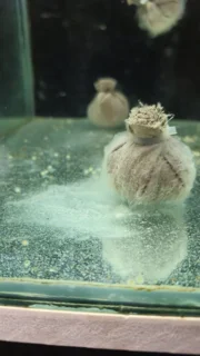 Biofilm+ | کیسه تغذیه طبیعی برای میگو | برند shrimp+