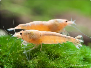 شریمپ میگو رد بلت Shrimp Red Bolt