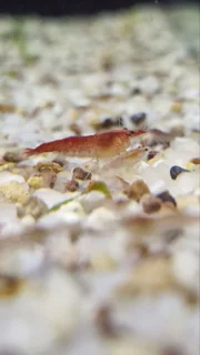 شریمپ میگو ردفایر Shrimp Red Fire