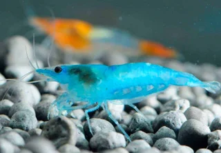 شریمپ میگو بلو جیلی Shrimp Blue Jelly