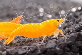 شریمپ میگو اورنج پامکین Shrimp Orange Pumpkin